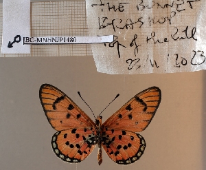  ( - BC-MNHNJP1480)  @11 [ ] Copyright (2022) Dominique BERNAUD Museum national d'Histoire naturelle