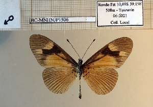  ( - BC-MNHNJP1506)  @11 [ ] Copyright (2022) Dominique BERNAUD Museum national d'Histoire naturelle