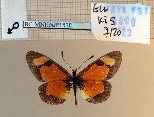  ( - BC-MNHNJP1510)  @11 [ ] Copyright (2022) Dominique BERNAUD Museum national d'Histoire naturelle