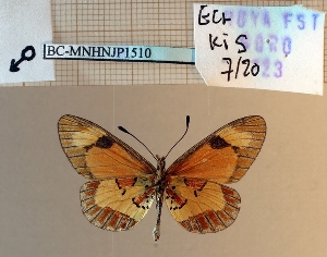  ( - BC-MNHNJP1510)  @11 [ ] Copyright (2022) Dominique BERNAUD Museum national d'Histoire naturelle
