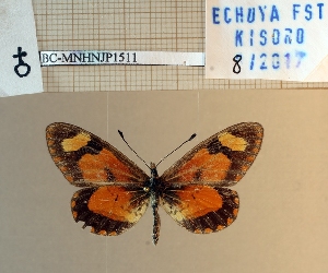  ( - BC-MNHNJP1511)  @11 [ ] Copyright (2022) Dominique BERNAUD Museum national d'Histoire naturelle