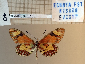 ( - BC-MNHNJP1511)  @11 [ ] Copyright (2022) Dominique BERNAUD Museum national d'Histoire naturelle
