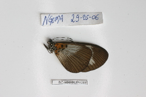  ( - BC-MNHNJP0295)  @12 [ ] Copyright (2010) Jacques Pierre Museum National d`Histoire Naturelle, Paris