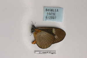  ( - BC-MNHNJP0300)  @12 [ ] Copyright (2010) Jacques Pierre Museum National d`Histoire Naturelle, Paris