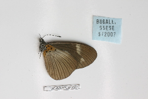  ( - BC-MNHNJP0301)  @12 [ ] Copyright (2010) Jacques Pierre Museum National d`Histoire Naturelle, Paris