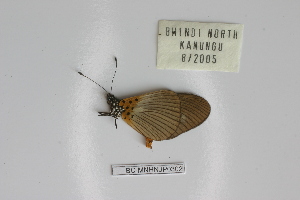  ( - BC-MNHNJP0302)  @12 [ ] Copyright (2010) Jacques Pierre Museum National d`Histoire Naturelle, Paris