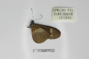  ( - BC-MNHNJP0303)  @12 [ ] Copyright (2010) Jacques Pierre Museum National d`Histoire Naturelle, Paris