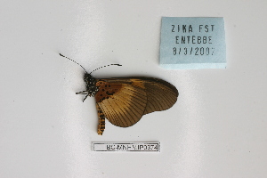  ( - BC-MNHNJP0374)  @13 [ ] Copyright (2010) Jacques Pierre Museum National d`Histoire Naturelle, Paris