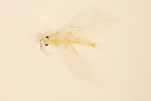  (Alloperla clarki - CSUENT-5000206)  @11 [ ] CC BY (2025) Unspecified University of Illinois, Urbana-Champaign