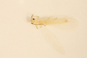  ( - CSUENT-5000207)  @11 [ ] CC BY (2025) Unspecified University of Illinois, Urbana-Champaign