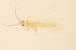  ( - CSUENT-5000208)  @11 [ ] CC BY (2025) Unspecified University of Illinois, Urbana-Champaign