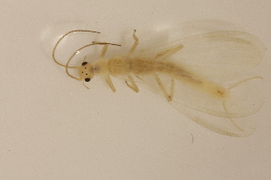  ( - INHS-1084501)  @11 [ ] CC BY (2025) Unspecified University of Illinois, Urbana-Champaign