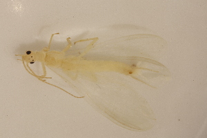  ( - INHS-1084502)  @11 [ ] CC BY (2025) Unspecified University of Illinois, Urbana-Champaign