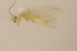  ( - INHS-1084507)  @11 [ ] CC BY (2025) Unspecified University of Illinois, Urbana-Champaign