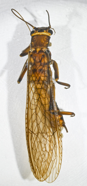  (Acroneuria ozarkensis - INHS-1539796)  @11 [ ] CC BY (2025) Unspecified Lyon College