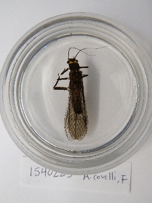  (Acroneuria covelli - INHS-1540223)  @11 [ ] CC BY (2025) Unspecified University of Illinois, Urbana-Champaign
