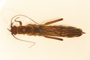  ( - INHS-1545164)  @11 [ ] CC BY (2025) Unspecified University of Illinois, Urbana-Champaign