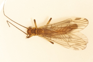  ( - INHS-1545165)  @11 [ ] CC BY (2025) Unspecified University of Illinois, Urbana-Champaign