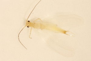  (Alloperla biserrata - INHS-1545193)  @11 [ ] CC BY (2025) Unspecified University of Illinois, Urbana-Champaign