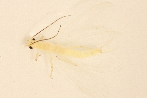  ( - INHS-1545195)  @11 [ ] CC BY (2025) Unspecified University of Illinois, Urbana-Champaign