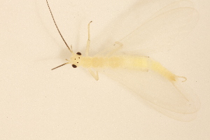  ( - INHS-1545197)  @11 [ ] CC BY (2025) Unspecified University of Illinois, Urbana-Champaign