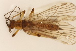  (Megaleuctra - INHS-1545225)  @11 [ ] CC BY (2025) Unspecified University of Illinois, Urbana-Champaign