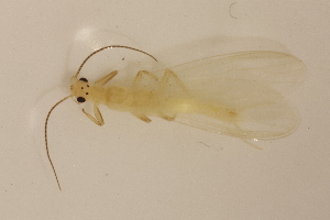  (Alloperla imbecilla - INHS-1545254)  @11 [ ] CC BY (2025) Unspecified University of Illinois, Urbana-Champaign