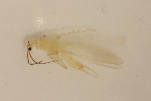  ( - INHS-1545260)  @11 [ ] CC BY (2025) Unspecified University of Illinois, Urbana-Champaign