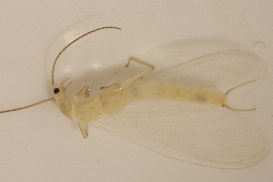  ( - INHS-1545290)  @11 [ ] CC BY (2025) Unspecified University of Illinois, Urbana-Champaign