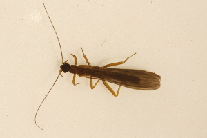  ( - INHS-1545337)  @11 [ ] CC BY (2025) Unspecified University of Illinois, Urbana-Champaign