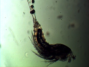  ( - ZISP 16SNM-612)  @11 [ ] Zoological Institute of RAS  No Rights Reserved Unspecified