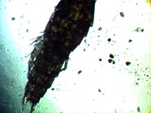  ( - ZISP 16SNM-634)  @11 [ ] Zoological Institute of RAS  No Rights Reserved Unspecified