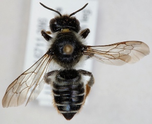  (Megachile lapponica - FACU-000098)  @15 [ ] CreativeCommons - Attribution Non-Commercial (2012) Marko Mutanen University of Oulu