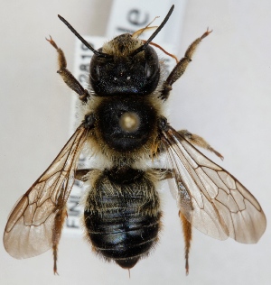  (Megachile ligniseca - FACU-000103)  @15 [ ] CreativeCommons - Attribution Non-Commercial (2012) Marko Mutanen University of Oulu