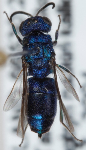  (Trichrysis cyanea - FACU-000432)  @13 [ ] CreativeCommons - Attribution Non-Commercial (2012) Marko Mutanen University of Oulu