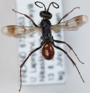  (Priocnemis schioedtei - FACU-000840)  @11 [ ] CreativeCommons - Attribution Non-Commercial (2012) Marko Mutanen University of Oulu