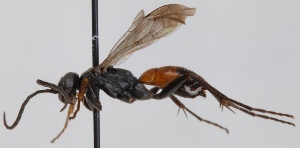  ( - FACU-000841)  @11 [ ] CreativeCommons - Attribution Non-Commercial (2012) Marko Mutanen University of Oulu