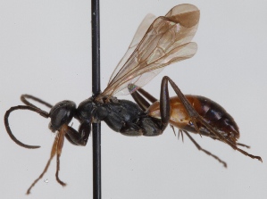  ( - FACU-000842)  @11 [ ] CreativeCommons - Attribution Non-Commercial (2012) Marko Mutanen University of Oulu