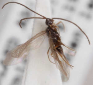  ( - GL.2910)  @11 [ ] CreativeCommons - Attribution Non-Commercial (2014) Marko Mutanen University of Oulu