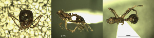  ( - 17S607)  @11 [ ] CreativeCommons  Attribution Non-Commercial Share-Alike (2020) S. Schär; M. Menchetti; E. Schifani Institut de Biologia Evolutiva (CSIC-UPF), Butterfly Diversity and Evolution Lab