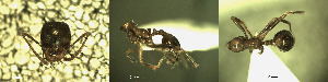  ( - 17S607)  @11 [ ] CreativeCommons  Attribution Non-Commercial Share-Alike (2020) S. Schär; M. Menchetti; E. Schifani Institut de Biologia Evolutiva (CSIC-UPF), Butterfly Diversity and Evolution Lab