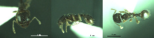  ( - 17S701)  @11 [ ] CreativeCommons  Attribution Non-Commercial Share-Alike (2020) S. Schär; M. Menchetti; E. Schifani Institut de Biologia Evolutiva (CSIC-UPF), Butterfly Diversity and Evolution Lab