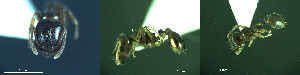  ( - 17S709)  @11 [ ] CreativeCommons  Attribution Non-Commercial Share-Alike (2020) S. Schär; M. Menchetti; E. Schifani Institut de Biologia Evolutiva (CSIC-UPF), Butterfly Diversity and Evolution Lab