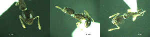  ( - 17S715)  @11 [ ] CreativeCommons  Attribution Non-Commercial Share-Alike (2020) S. Schär; M. Menchetti; E. Schifani Institut de Biologia Evolutiva (CSIC-UPF), Butterfly Diversity and Evolution Lab