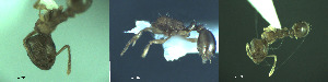  ( - 17S716)  @11 [ ] CreativeCommons  Attribution Non-Commercial Share-Alike (2020) S. Schär; M. Menchetti; E. Schifani Institut de Biologia Evolutiva (CSIC-UPF), Butterfly Diversity and Evolution Lab