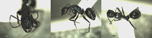  ( - 17S610)  @11 [ ] CreativeCommons  Attribution Non-Commercial Share-Alike (2020) S. Schär; M. Menchetti; E. Schifani Institut de Biologia Evolutiva (CSIC-UPF), Butterfly Diversity and Evolution Lab