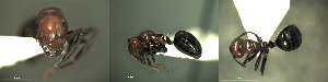  ( - 17S611)  @11 [ ] CreativeCommons  Attribution Non-Commercial Share-Alike (2020) S. Schär; M. Menchetti; E. Schifani Institut de Biologia Evolutiva (CSIC-UPF), Butterfly Diversity and Evolution Lab