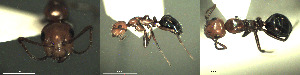  ( - 17S612)  @11 [ ] CreativeCommons  Attribution Non-Commercial Share-Alike (2020) S. Schär; M. Menchetti; E. Schifani Institut de Biologia Evolutiva (CSIC-UPF), Butterfly Diversity and Evolution Lab