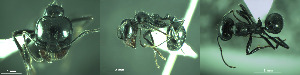  (Messor bouvieri - 17S654)  @11 [ ] CreativeCommons  Attribution Non-Commercial Share-Alike (2020) S. Schär; M. Menchetti; E. Schifani Institut de Biologia Evolutiva (CSIC-UPF), Butterfly Diversity and Evolution Lab