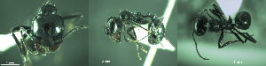  ( - 17S654)  @11 [ ] CreativeCommons  Attribution Non-Commercial Share-Alike (2020) S. Schär; M. Menchetti; E. Schifani Institut de Biologia Evolutiva (CSIC-UPF), Butterfly Diversity and Evolution Lab